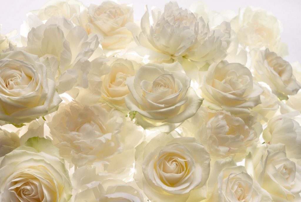 Painel Fotográfico Rosas Brancas XXL4-007