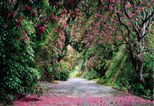 Painel Fotográfico Rua de Rosas 8-985