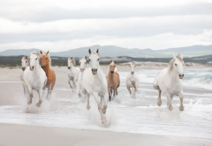 Painel Fotográfico White horse 8-986