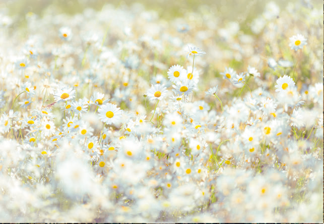 Painel Fotográfico Flores de Verão 8-994