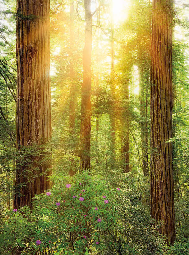 Painel Fotográfico com imagem Redwood Park National da Califórnia | Ref: XXL2-044