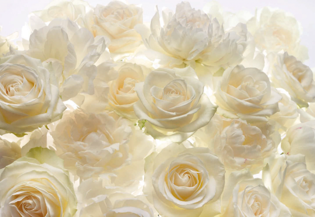 Painel Fotográfico de Rosas Brancas | Ref: XXL4-007