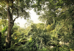 Painel Fotográfico Selva Tropical | Ref: XXL4-024