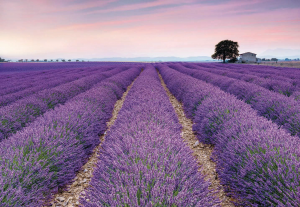 Painel Fotgoráfico de campo com lavanda | Ref: XXL4-036 - 3.68m x 2.48m