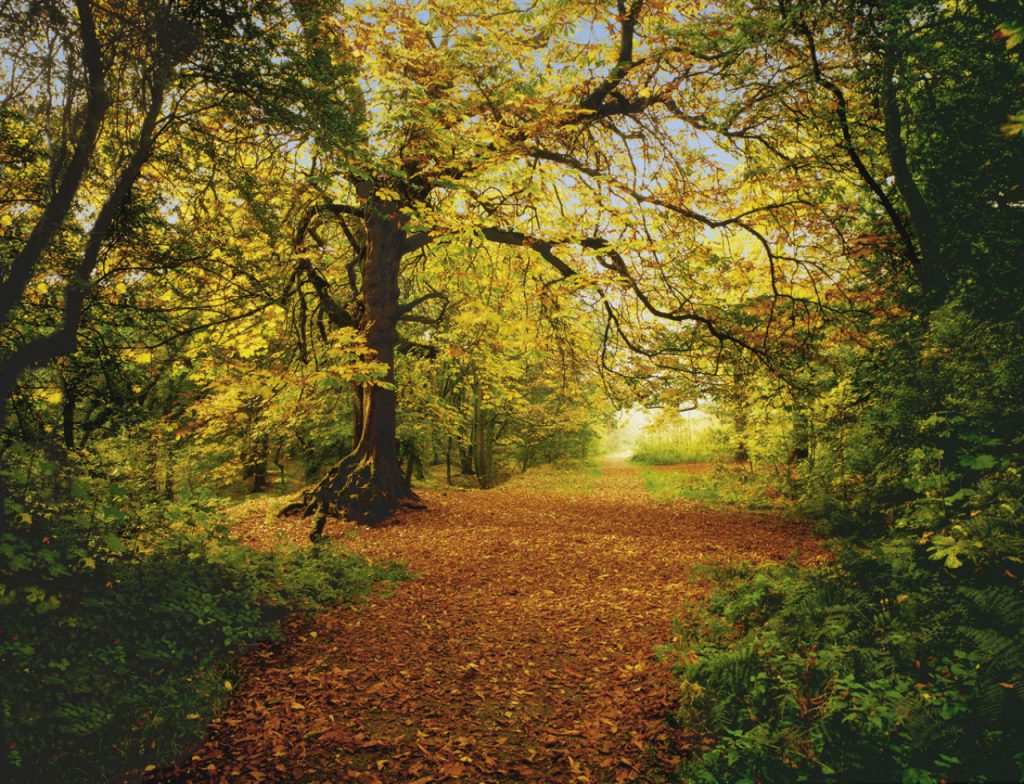 Painel Fotográfico floresta de Outono 8-068